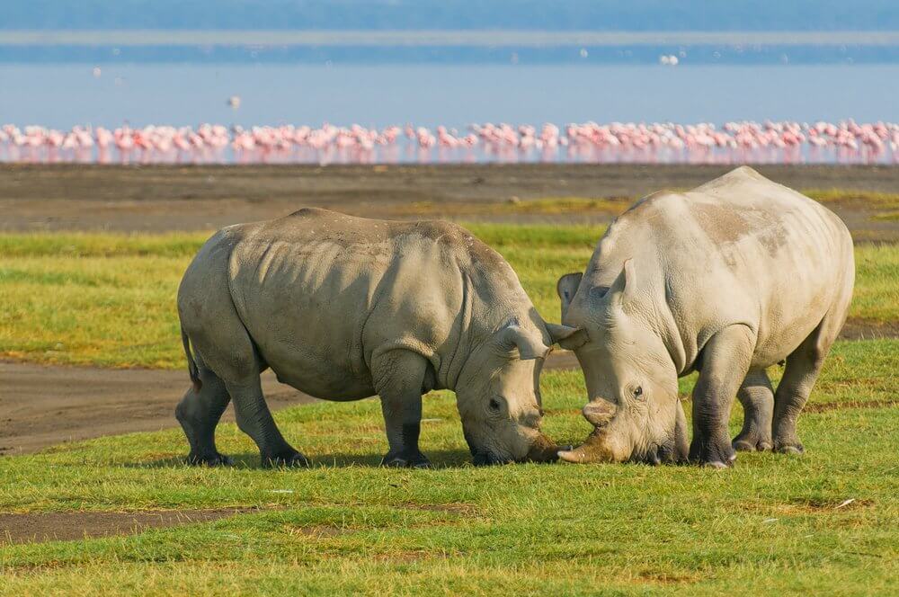 Nakuru National Park